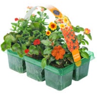 Mixed Basket Plants or 6 for 10